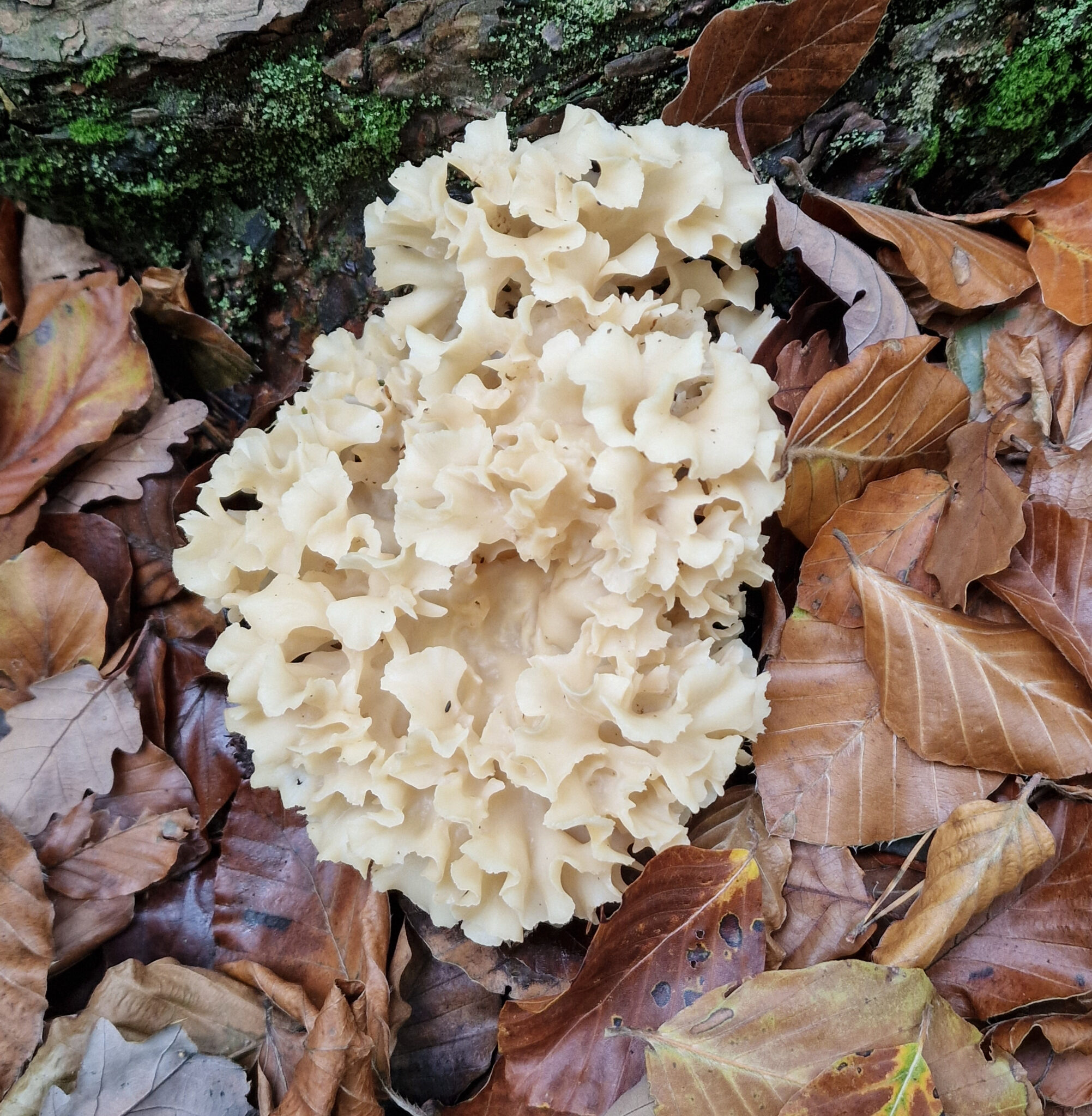 Lammfrikadellen mit Pilzsauce (aus Maronenröhrlingen und krauser Glucke ...